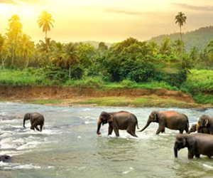South India Wildlife